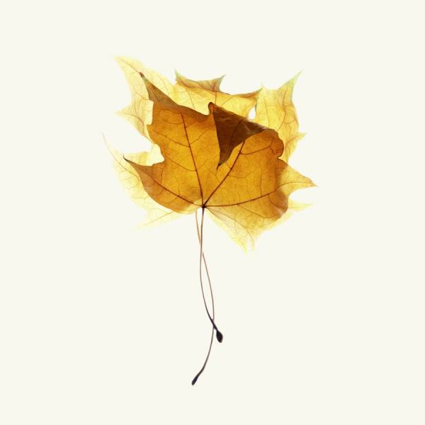 Photograph Michael Swallow Maple Leaves on One Eyeland